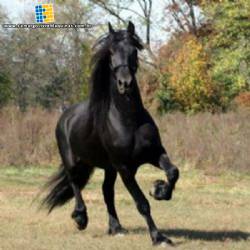 Industria para nutri��o animal